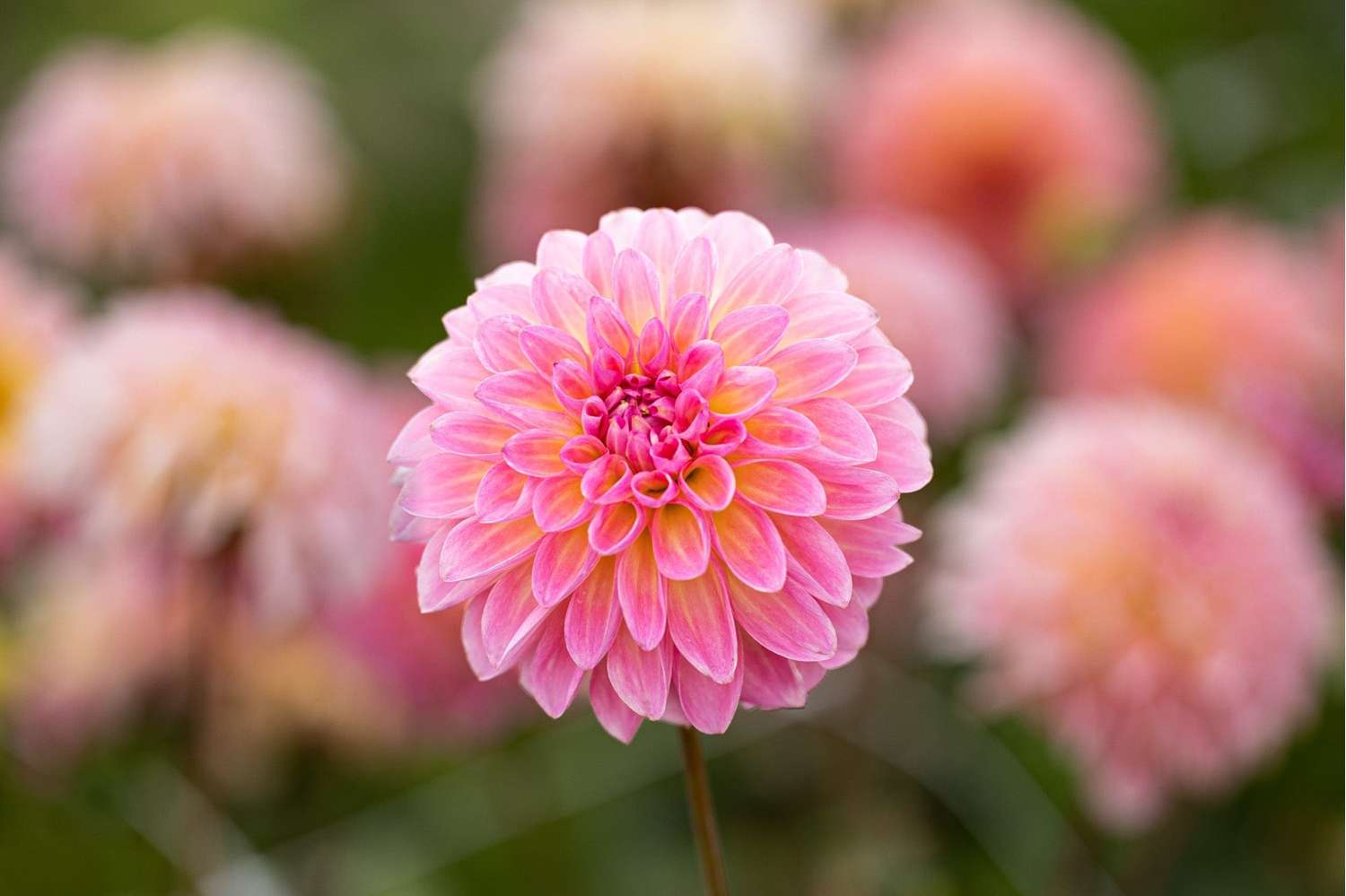 Dahlia 'Esli'